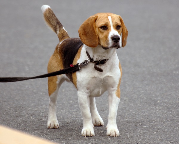 Beagle