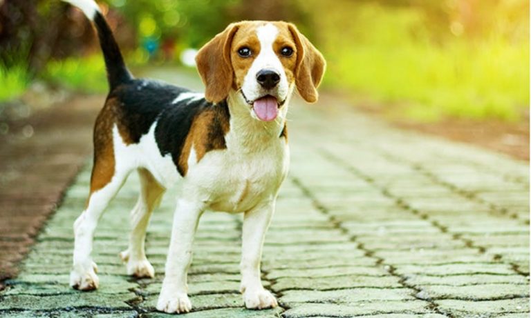 Beagle 