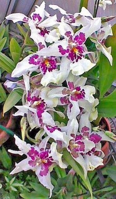 Beallara Tahoma Glacier