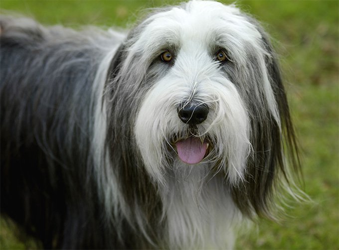 Bearded Collie