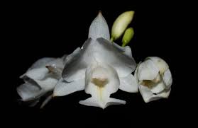 Bletia Catenulata Alba