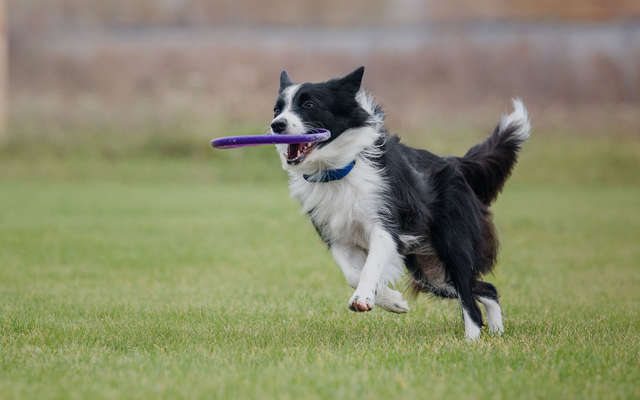 Border Collie