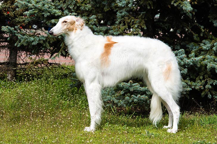 Borzoi 