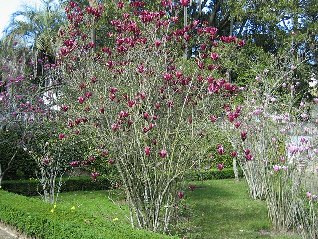 Botânica De Magnólia Liliiflora 