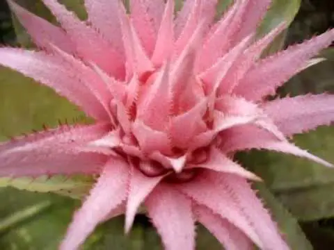 Bromélia Rosa: Fotos, Características, Flores e Nome Científico | Mundo  Ecologia