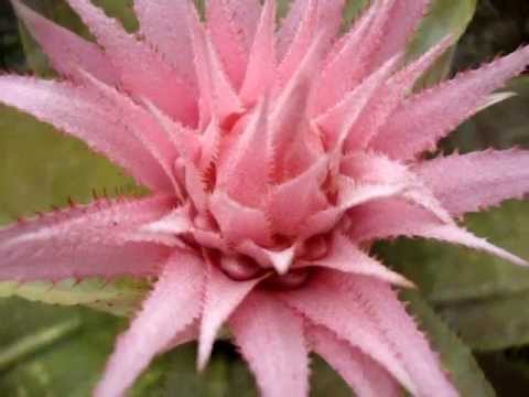 Bromélia Rosa: Fotos, Características, Flores e Nome Científico | Mundo ...