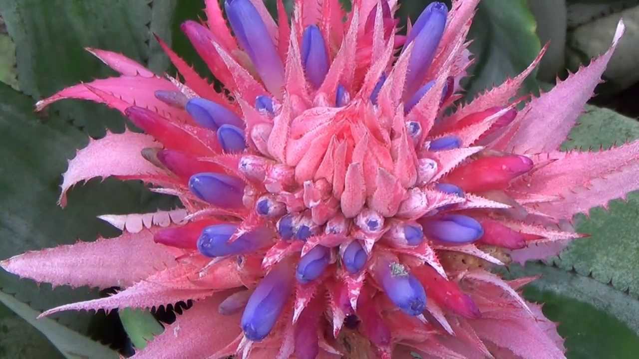 Bromélia Rosa: Fotos, Características, Flores e Nome Científico | Mundo ...