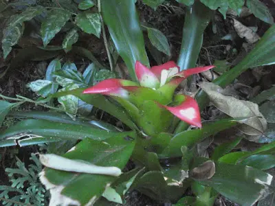 Bromélia Nidularium no Jardim 