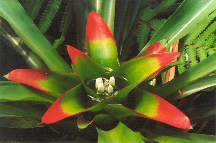 Bromélia Nidularium: Fotos, Caracteristicas, Flores e Nome Cientifico
