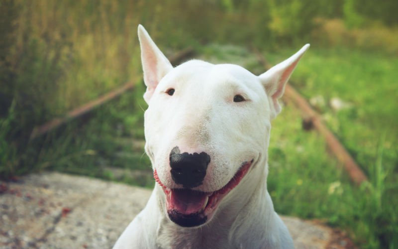 Bull Terrier