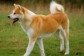 Cachorro Akita