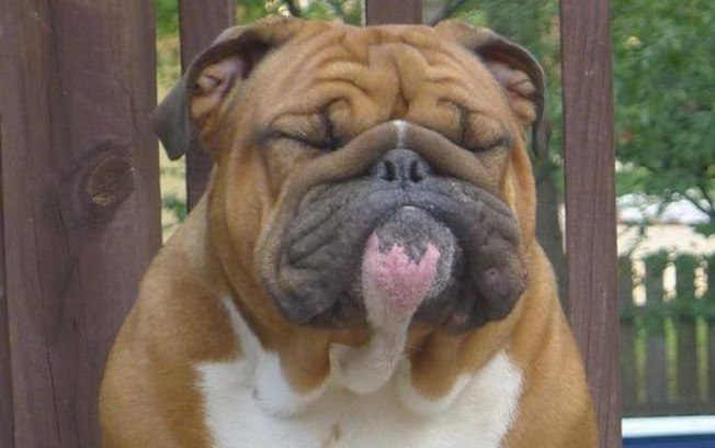 Como Saber se o Cachorro Está com Dor de Barriga?