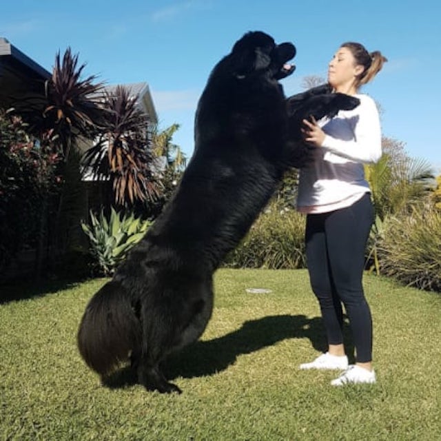 Cachorro de Grande Porte Peludo Com a Dona