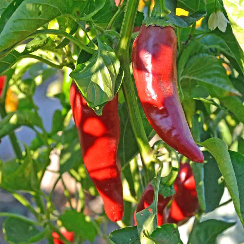 Capsicum Anuum