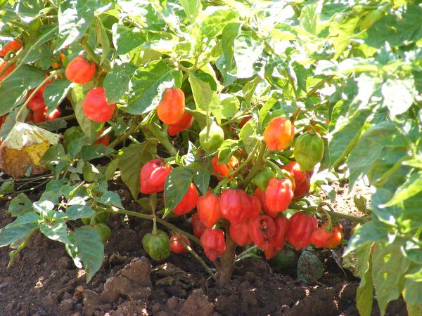 Capsicum Chinenses no Pè