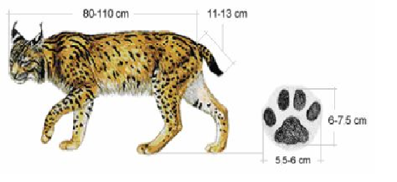 Características do Lince