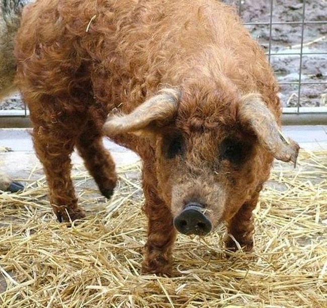 Mangalitsa Porco Vietnamita: Características, Nome Científico e Fotos