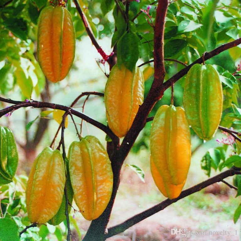 Carambola