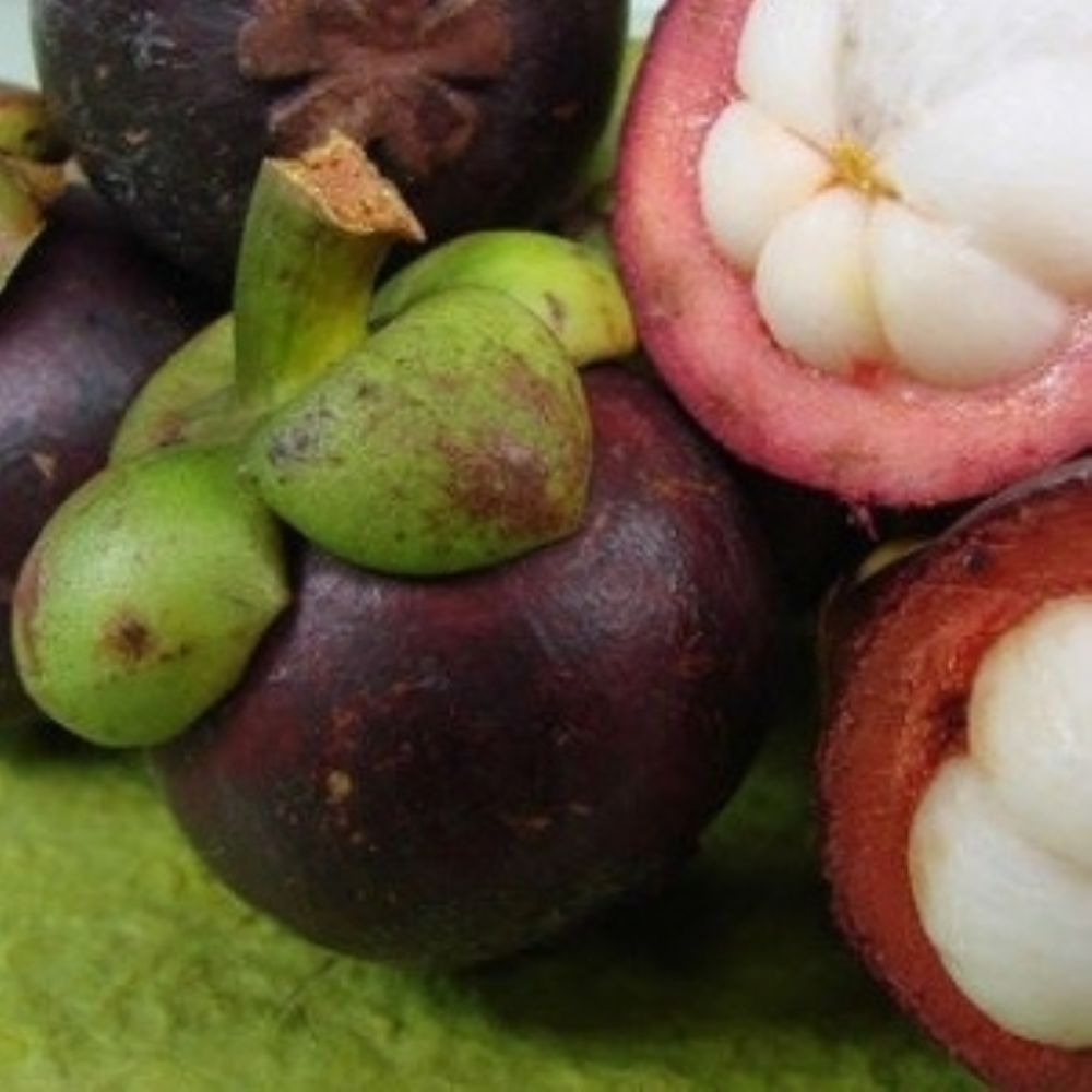 Carambola Mangostão: Árvore, como Comer e Fotos