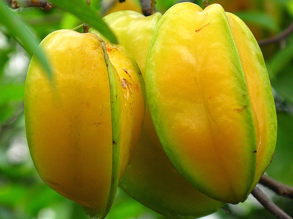 Carambola no Pé 