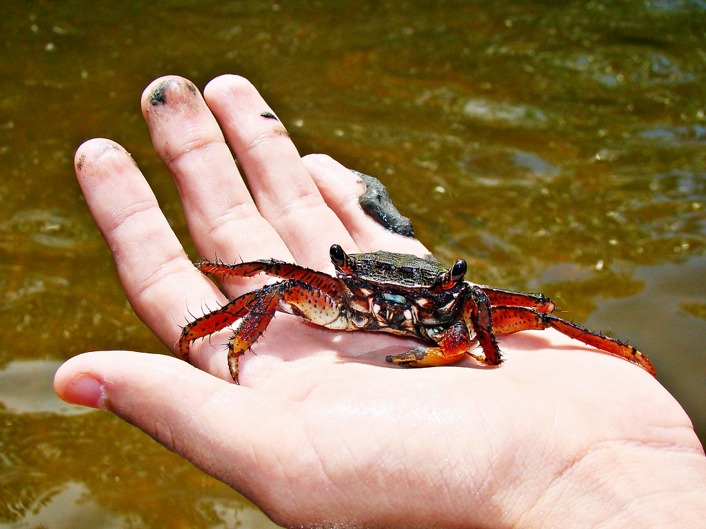 Caranguejo Aratu Vermelho na Mão de um Homem