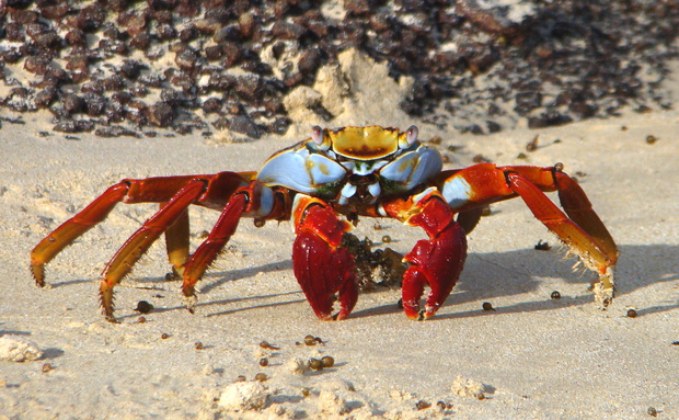 Caranguejo Aratu na Praia 