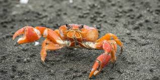 Caranguejo em Seu Habitat Caranguejo em Seu Habitat