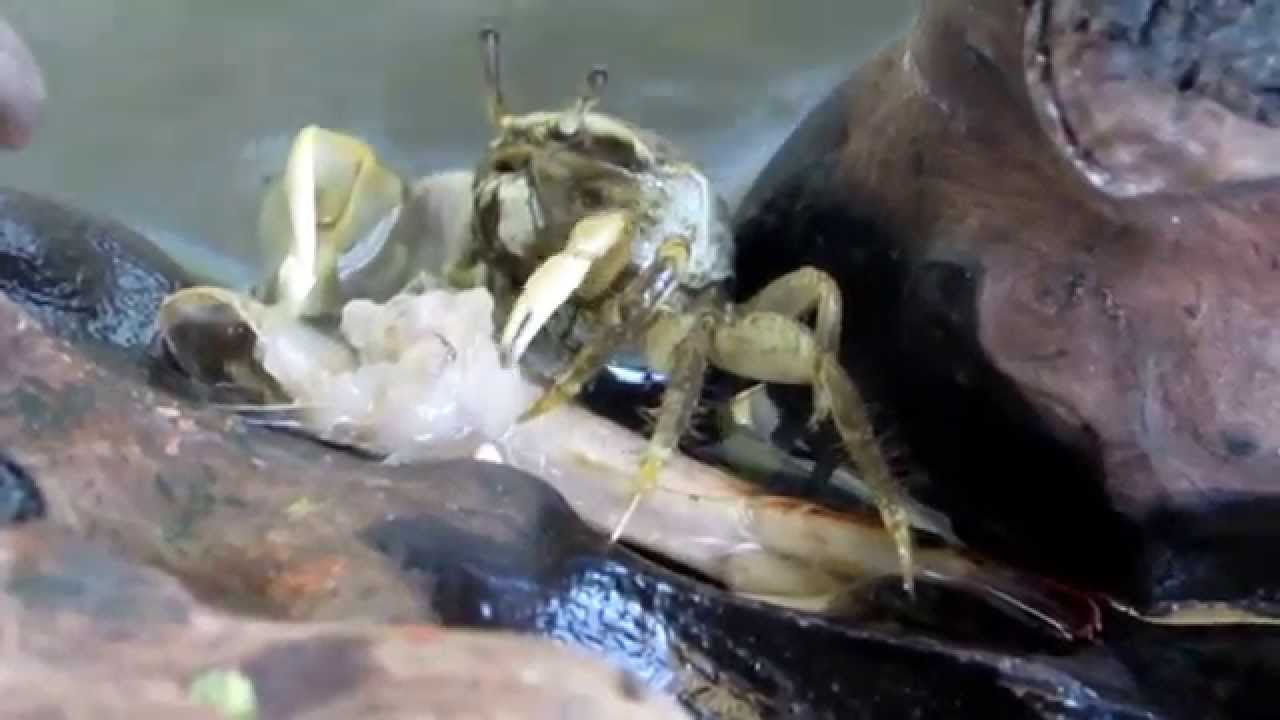 Caranguejos Comendo Camarão