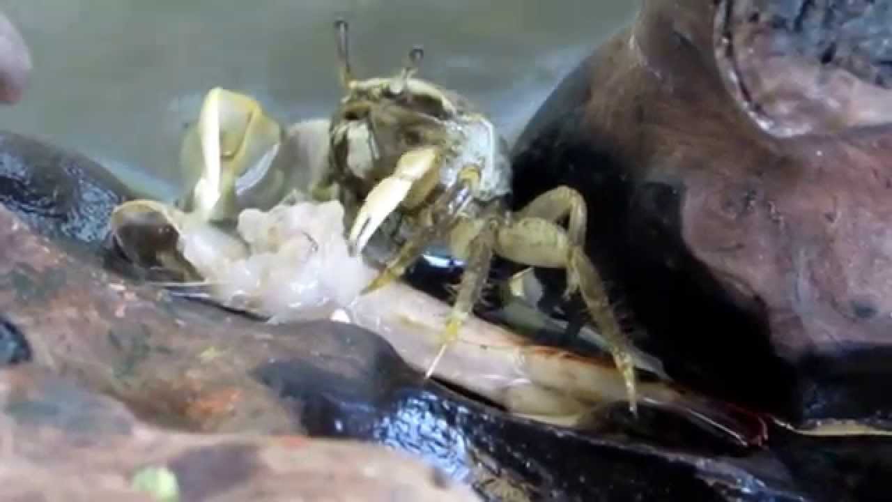 Caranguejos Comendo Camarão 