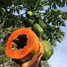 Carica Papaya