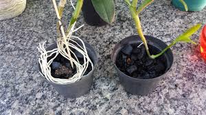 Como Plantar Orquídea Com Substrato?