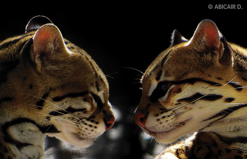 Casal de Jaguatirica