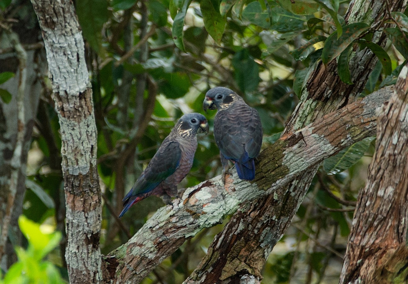 Casal de Maritaca Roxa