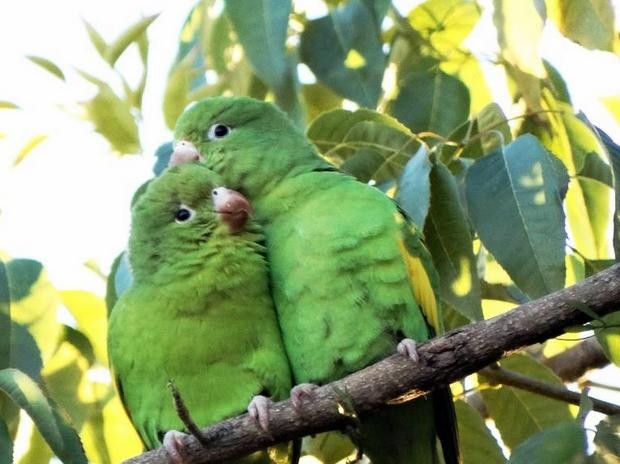 Casal de Maritaca 