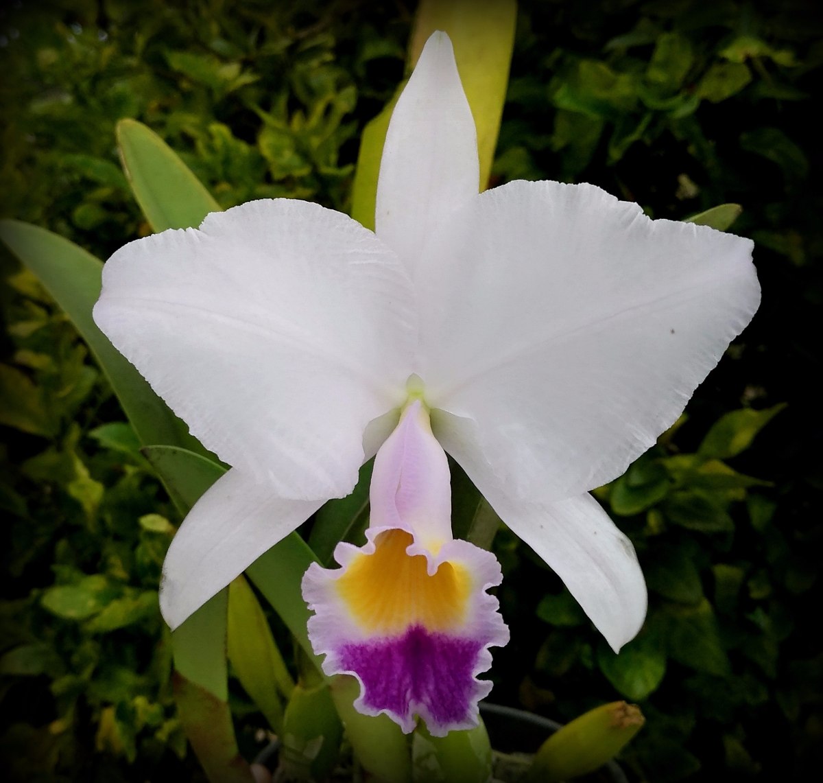 Cattleya Trianae