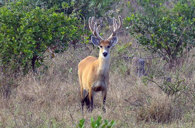 Cervo do Pantanal: Curiosidades, Nome Científico e Filhotes