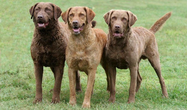 Chesapeake Bay Retriever 