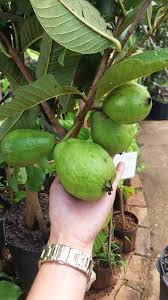 Colhendo Goiaba Paluma