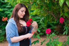 Como Conservar Uma Rosa Cortada