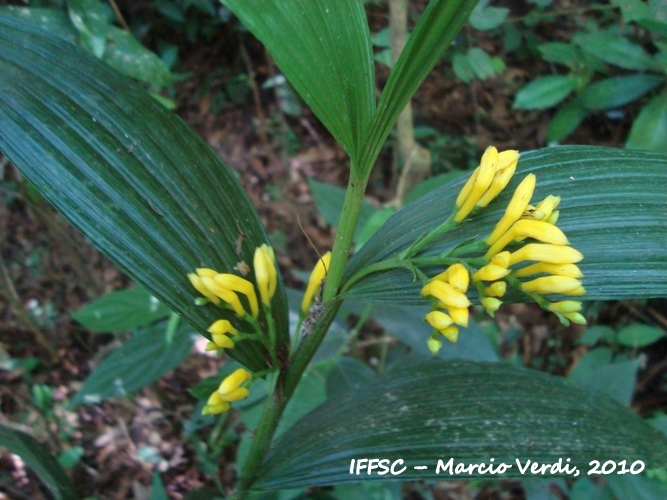 Corymborchis Flava