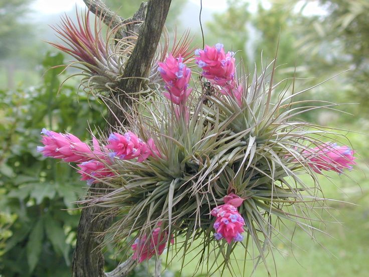 Cravo-Do-Mato Bromélia Tillandsia no Vaso