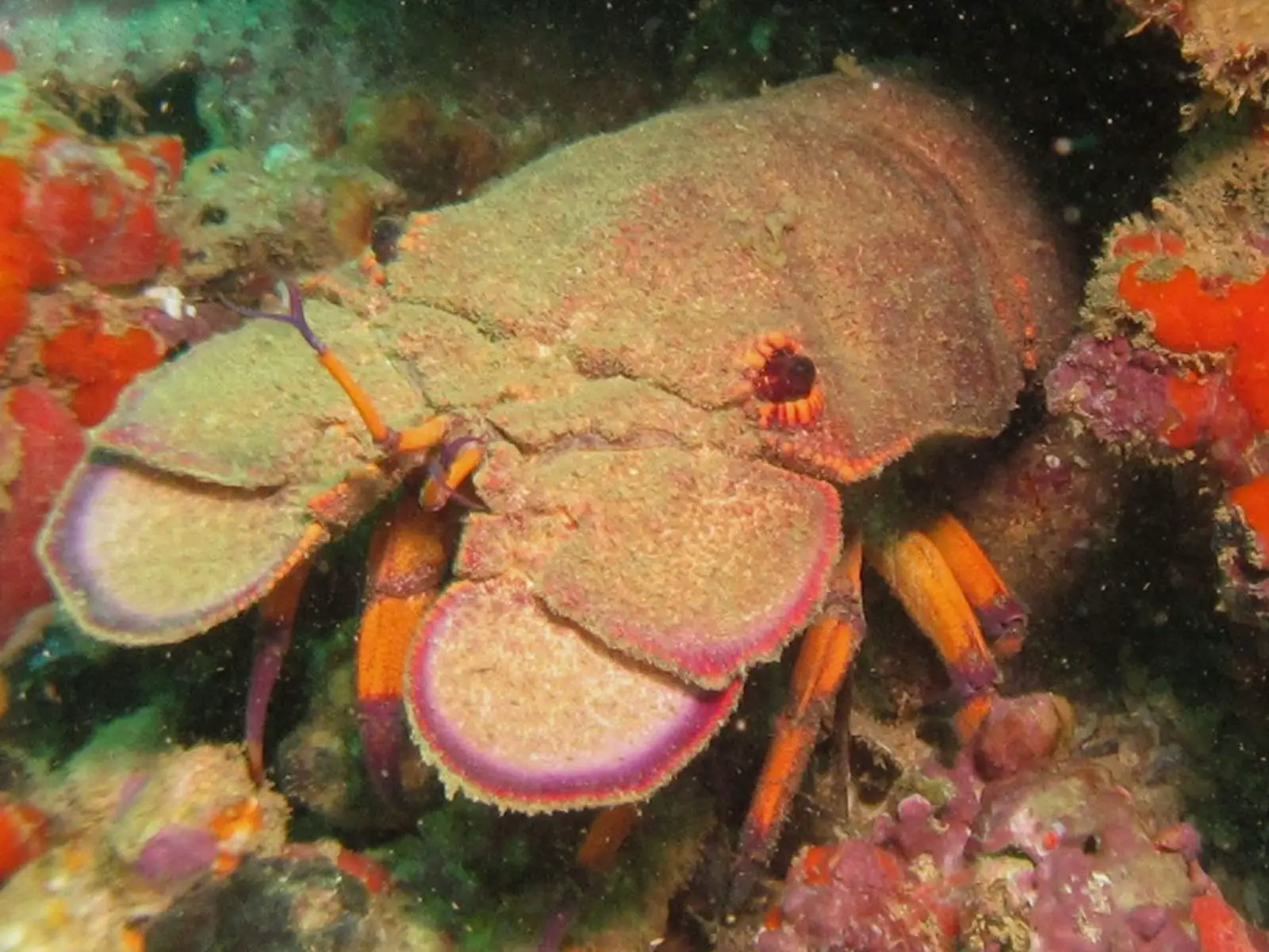 Crustáceo Cavaquinha 
