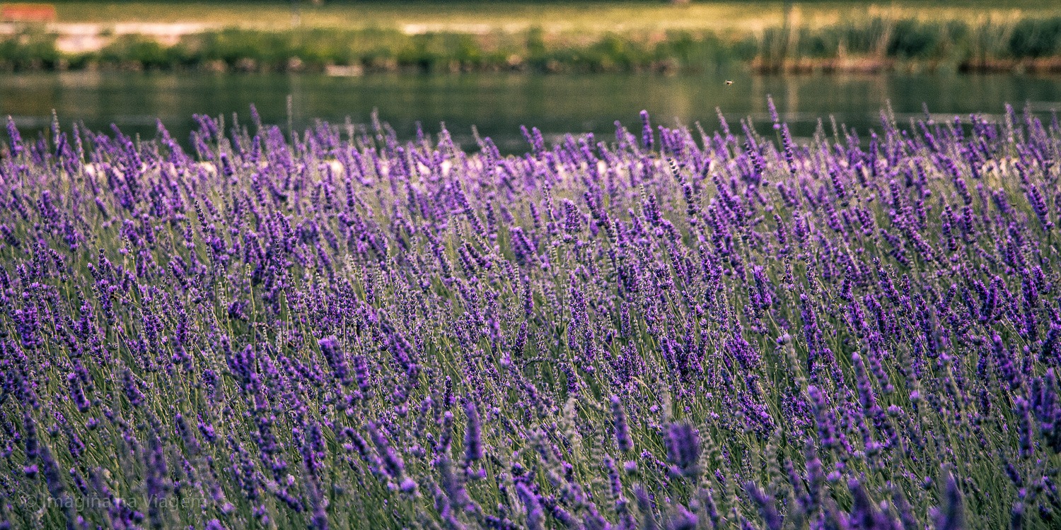 Cultivo da Lavanda Fina 