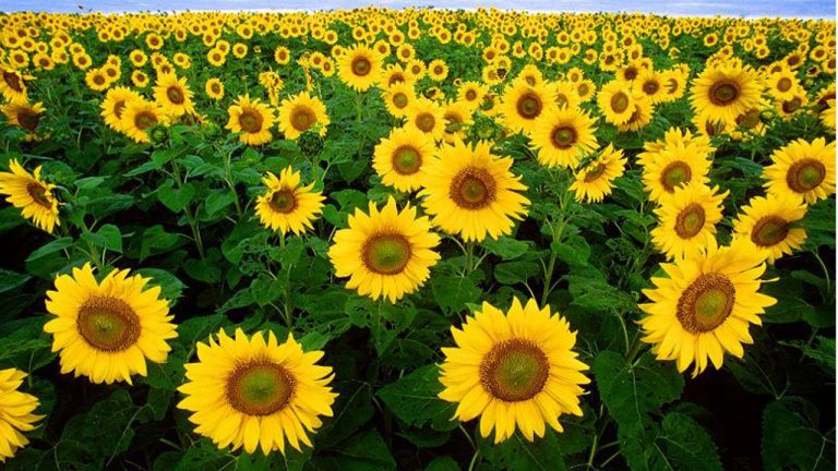Cultivo de Girassol