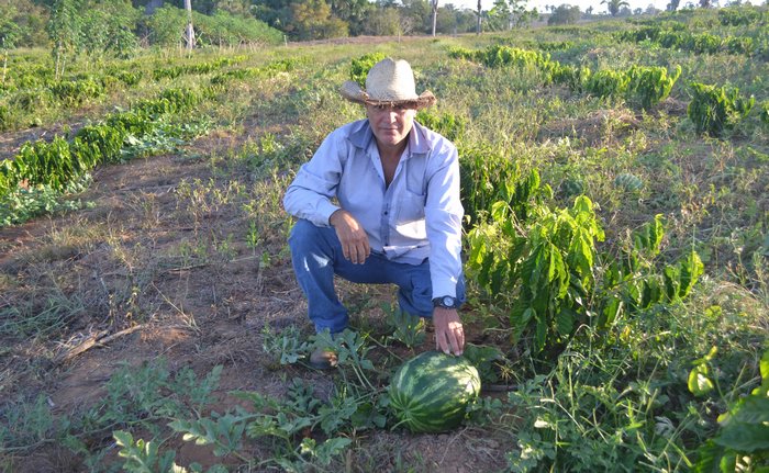 Cultivo de Melancia