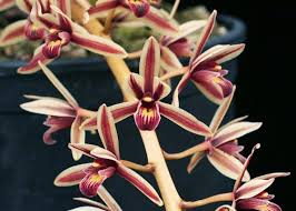 Cymbidium aloifolium