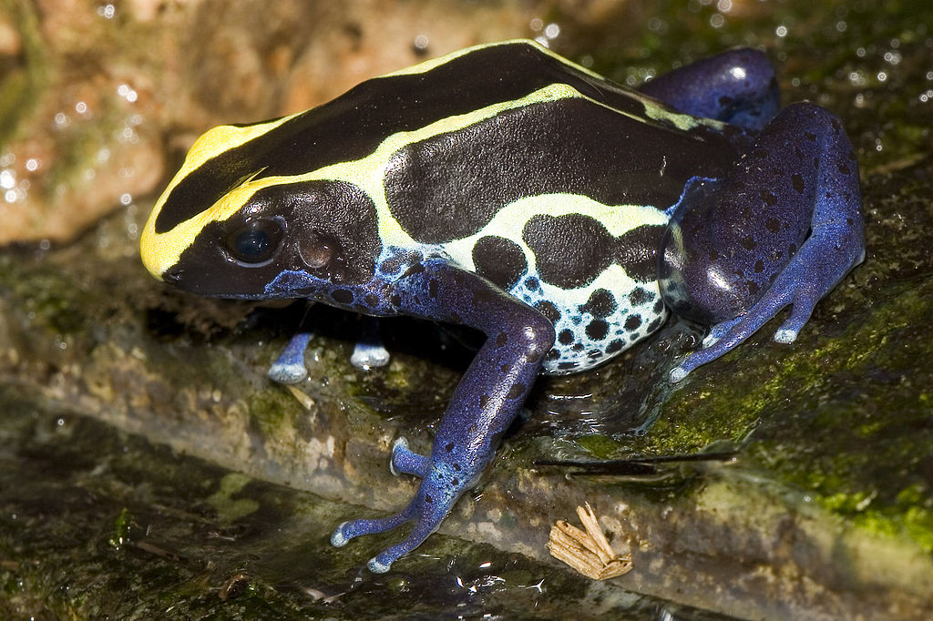 Dendrobates Tinctorius