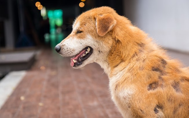 Dermatite Canina é Contagiosa? Pega em Humanos?