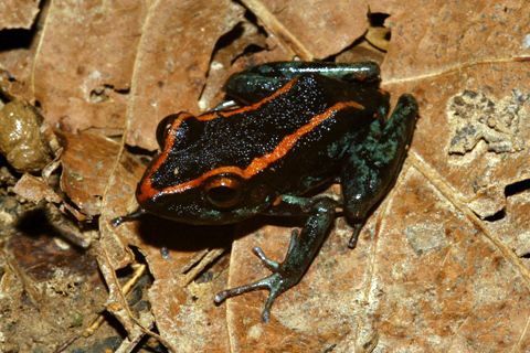 Eleuthrodactylus Gaigeae