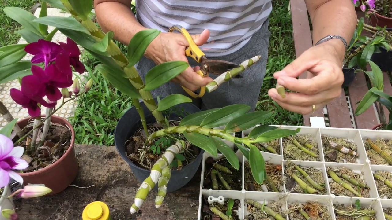 Enraizar Mudas de Orquídeas